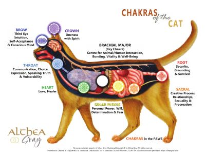 Animal Chakra Chart - Cat (Special)