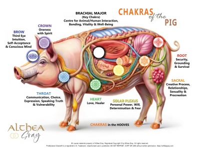 Animal Chakra Chart - Pig (Special)