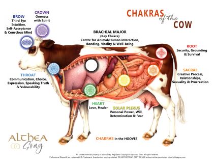 Animal Chakra Chart - Cow (Special)
