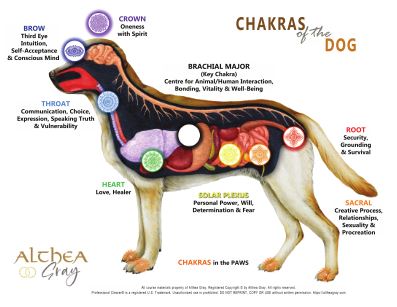 Animal Chakra Chart - Dog (Special)
