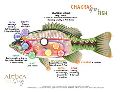 Animal Chakra Chart - Fish (Special)