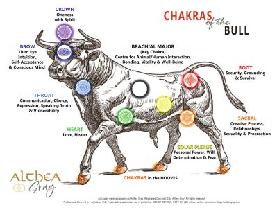 Animal Chakra Chart - Bull (Special)
