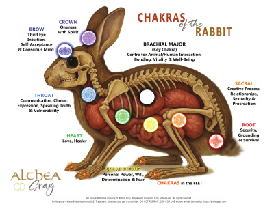 Animal Chakra Chart - Rabbit (Special)