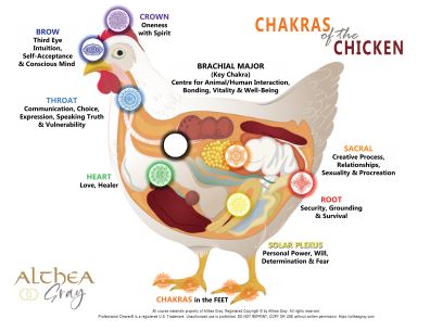 Animal Chakra Chart - Chicken (Special)