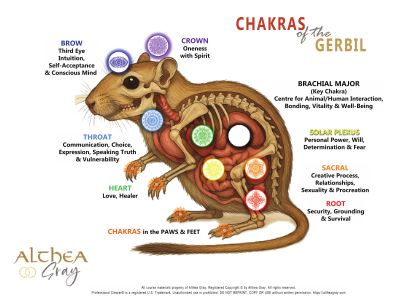 Animal Chakra Chart - Gerbil (Special)