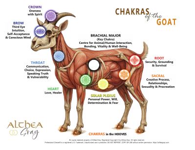 Animal Chakra Chart - Goat (Special)