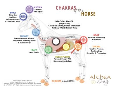 Animal Chakra Chart - Horse (Special)