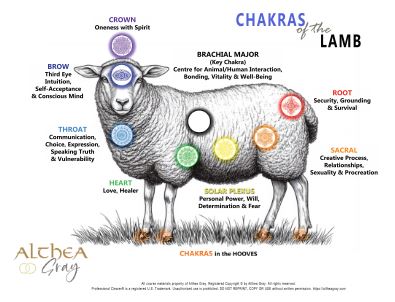 Animal Chakra Chart - Lamb (Special)