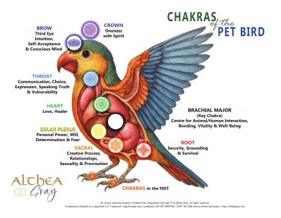 Animal Chakra Chart - Pet Bird (Special)
